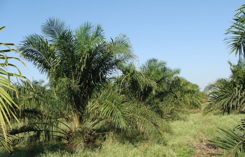 Palmöl - auf Kosten anderer
